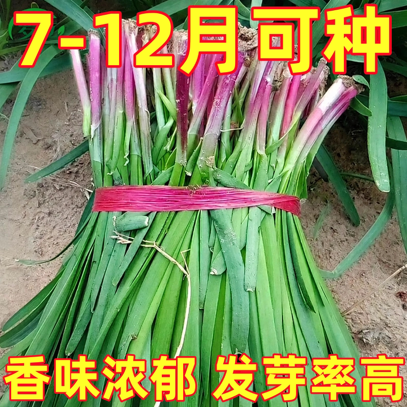 紫根韭菜种籽子阳台盆栽四季秋后种的蔬菜种子菜籽种大全耐寒