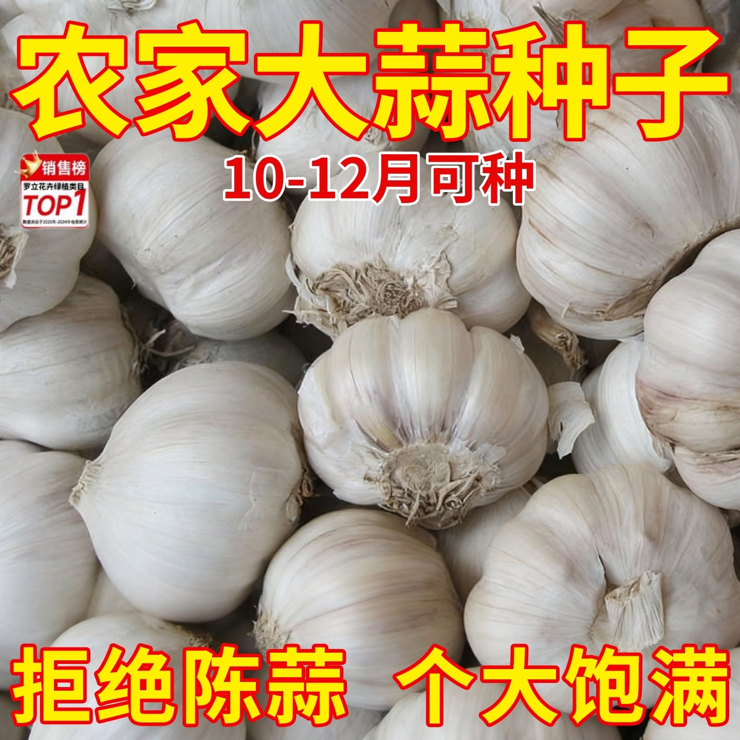 农家大蒜瓣种子寒蒜苔蒜蒜苗蒜苔独头二水早红根紫皮香蒜硬叶种子