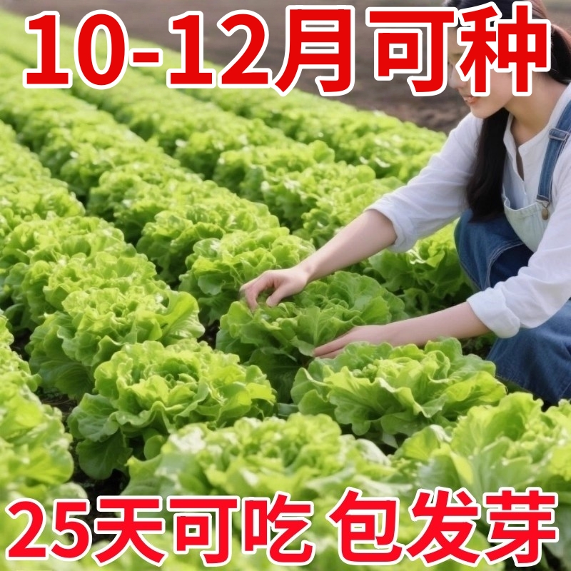 意大利生菜种子秋季耐热四季奶油生菜籽农家阳台盆栽蔬菜种子大全