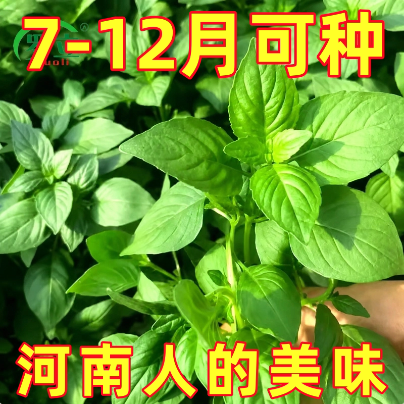 大叶荆芥种子香荆荠线荠菜阳台盆栽庭院春季播种植农家蔬菜种籽孑