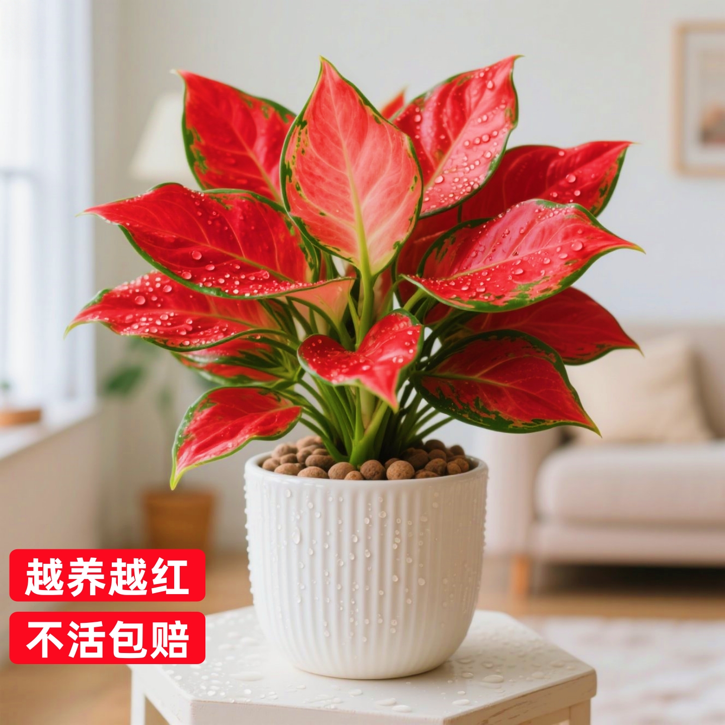 吉利红栽如意皇后大棵水培植物万年红小苗室内养办公桌花盆卉绿植