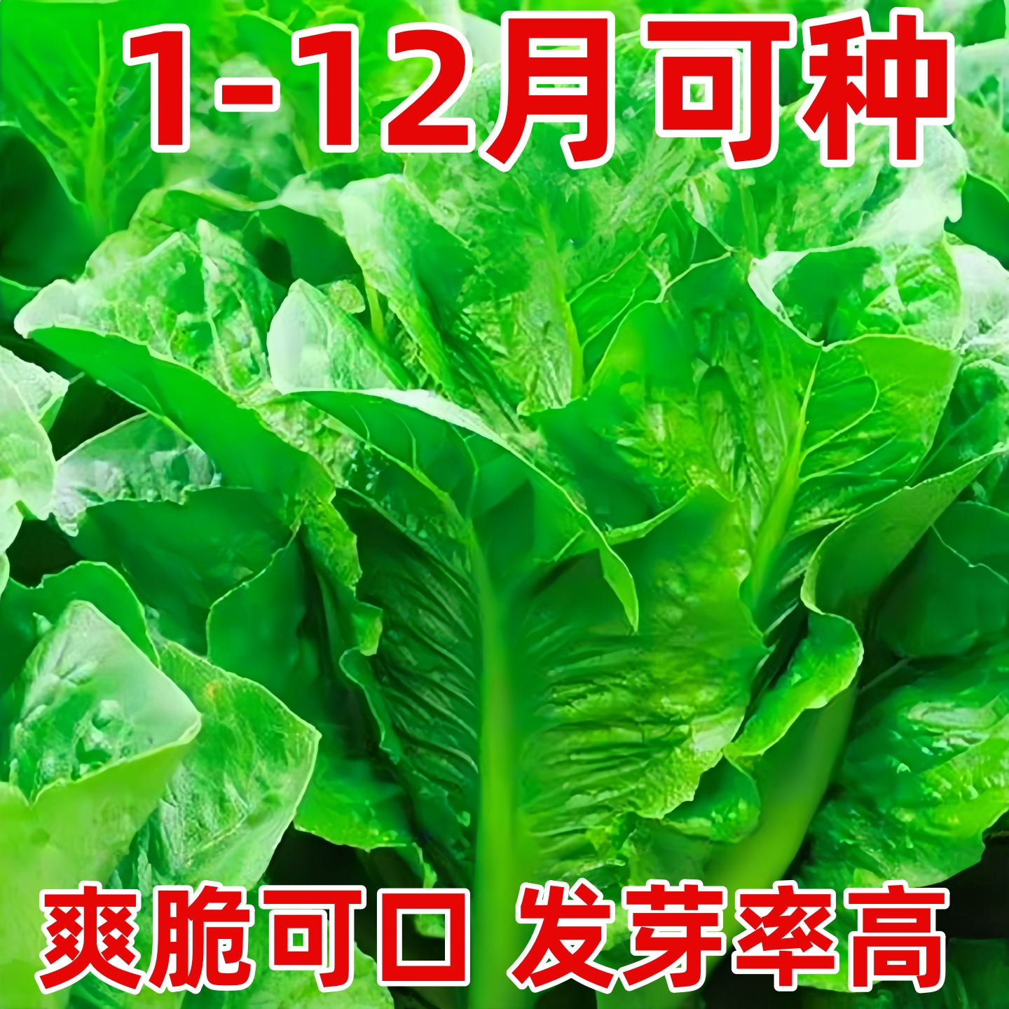 孔雀菜种子生吃脆甜四季养生生菜小白菜种孑盆栽阳台蔬菜种籽大全