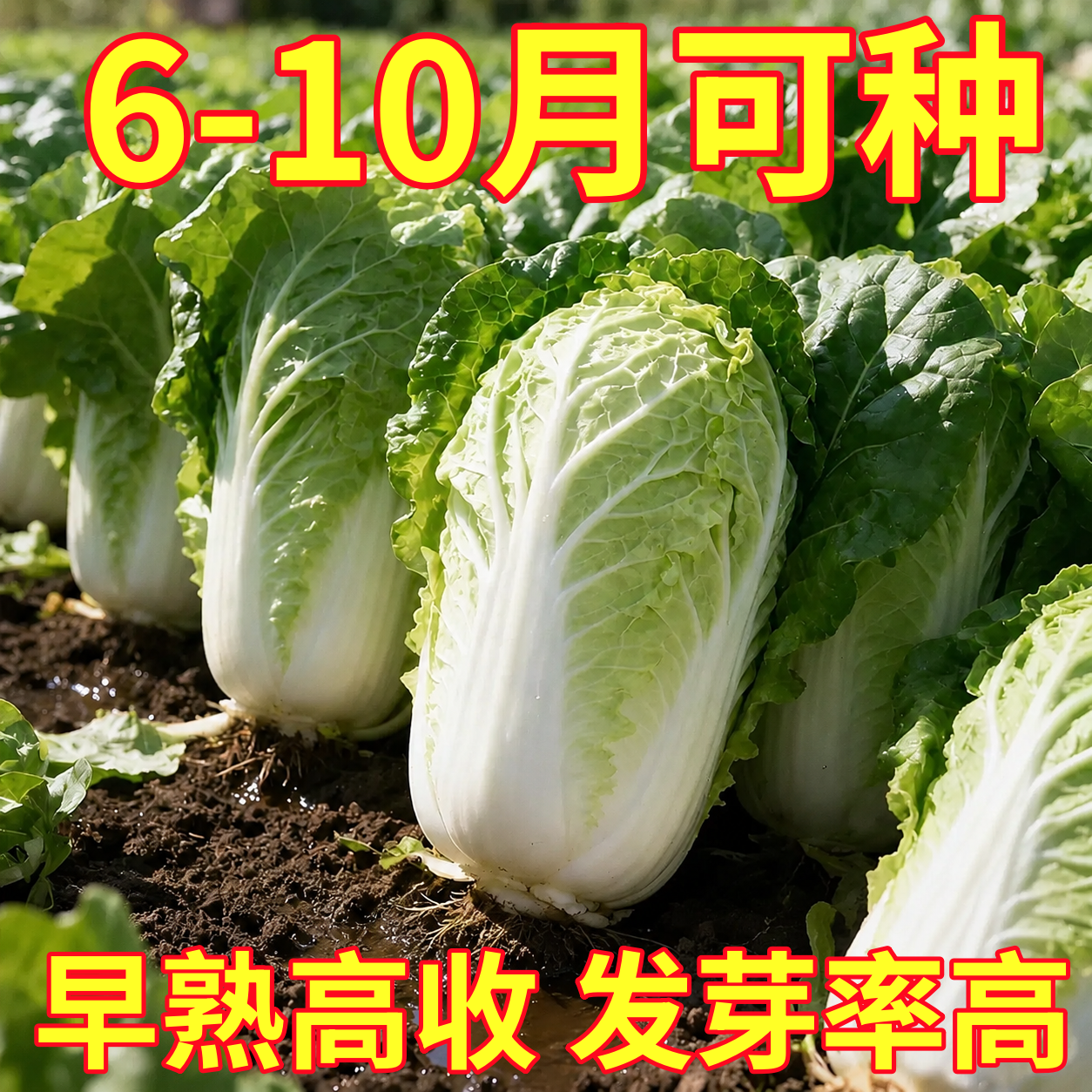 早熟夏阳白菜种子抗热白菜种子夏季大白菜耐高温耐热农家蔬菜种孑