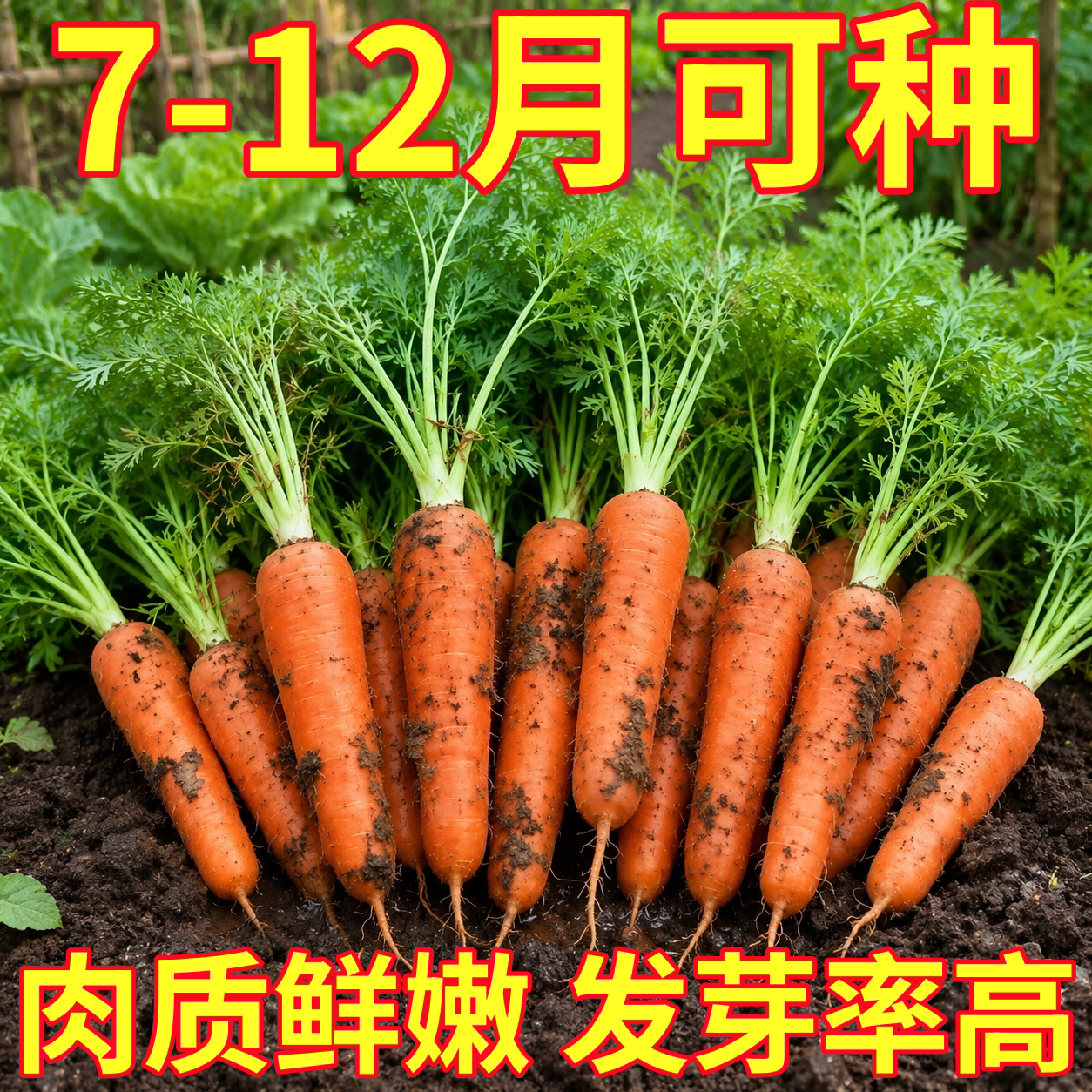 三红胡萝卜种子老品种夏季耐热水果黄胡萝卜种籽大全紫胡罗卜种孑