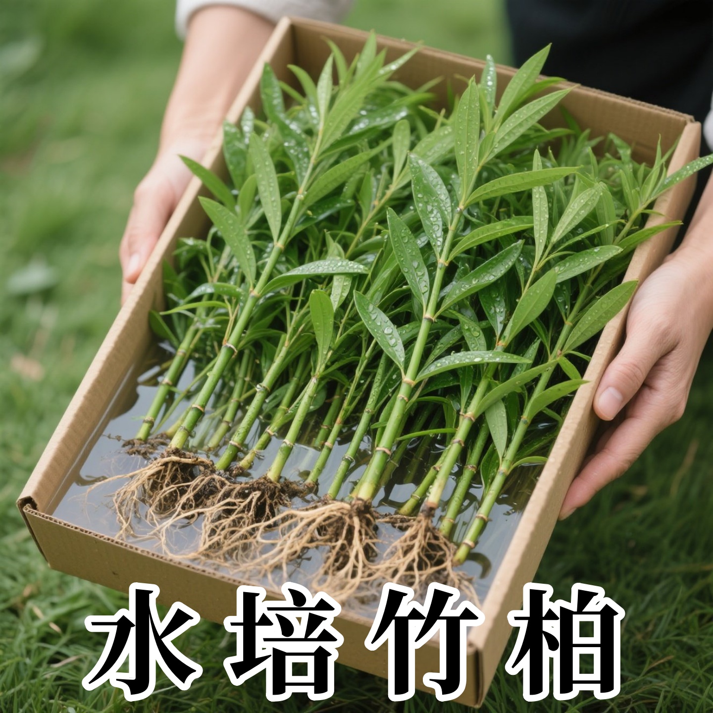 竹柏客竹水植物室内厅水养绿植花盆卉栽水培竹培四季好养