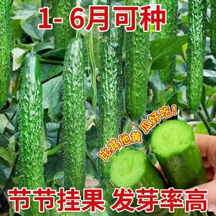 津研四号黄瓜种子新品种密刺高产早熟春夏秋四季播种原装蔬菜种籽