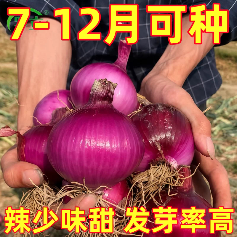 紫皮水果洋葱种子家庭阳台盆栽蔬菜紫皮洋葱农家高产易种蔬菜种籽