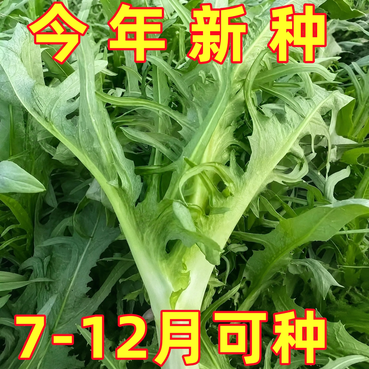 四季花芽甜麦菜种子广东甜麦菜苦麻菜种籽青菜春秋季阳台蔬菜种孑