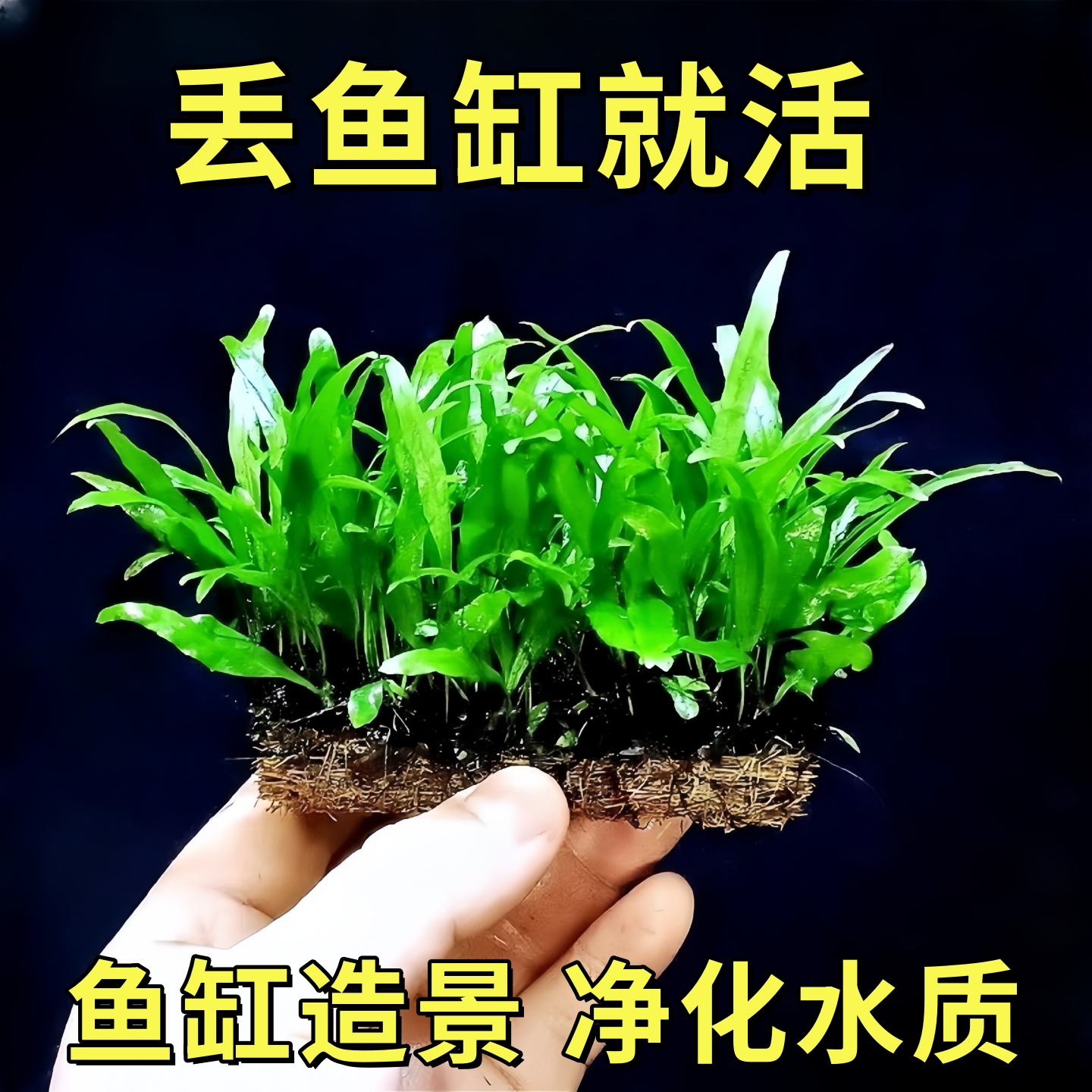 细叶铁皇冠鱼缸沉木造景水草绿植物皇冠草真草阴性好养活新手淡水