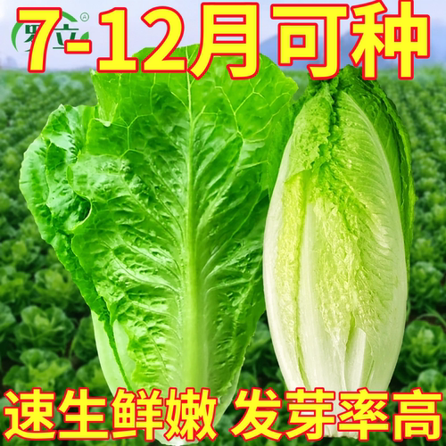 孔雀菜种子沙拉生菜种籽苗秧四季盆栽蔬菜菜种苗正宗适合四季可种