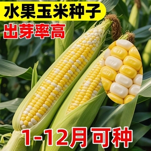 水果玉米种子高产优质超甜四季播种糯玉米种籽甜脆糯粘的好吃玉米