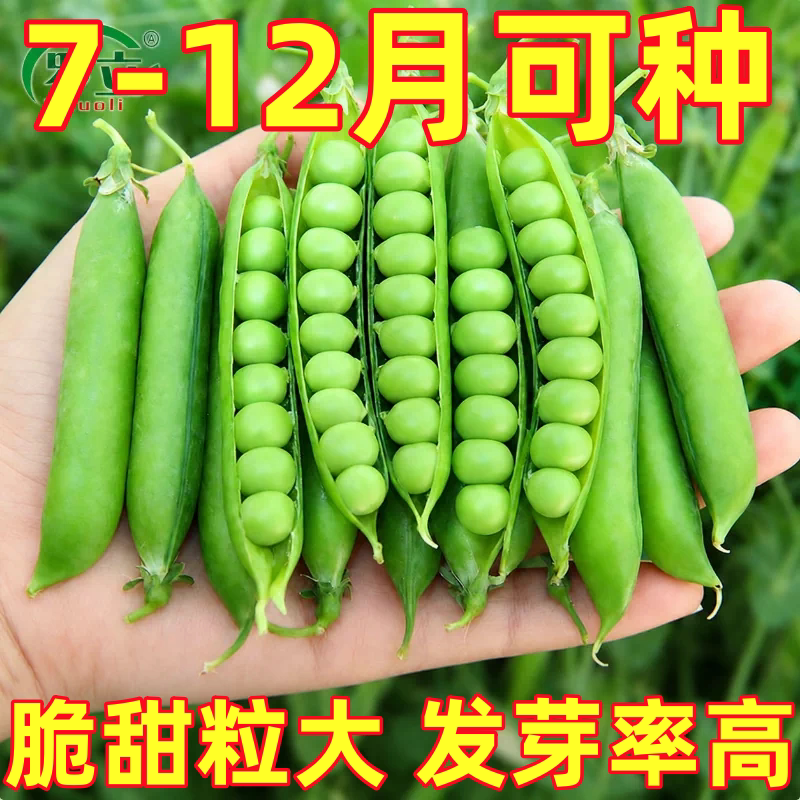 甜脆豌豆种子种籽青碗豆种青豆高产庭院农家四季秋冬季孑豌豆种