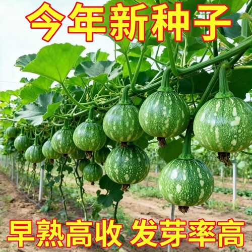 早熟嫩南瓜种子一串铃小南瓜种籽花皮小青瓜春秋农家田园蔬菜种子