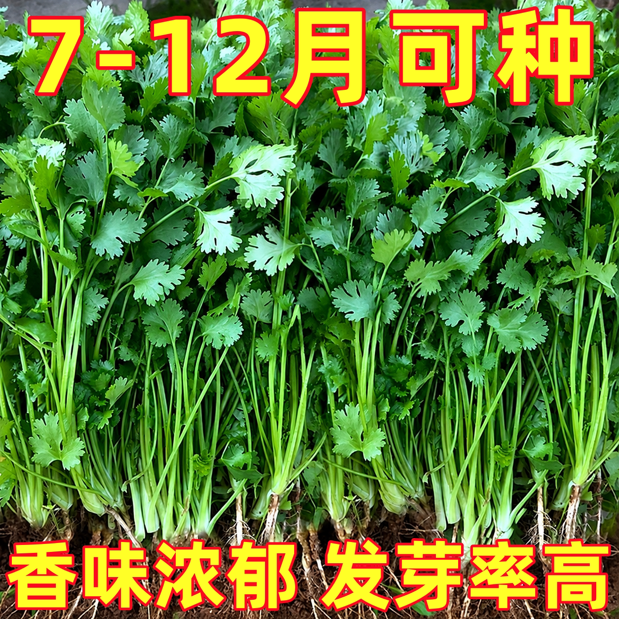 四季叶菜香菜种子老品种春秋季阳台大小叶香菜种子耐寒耐热蔬菜籽