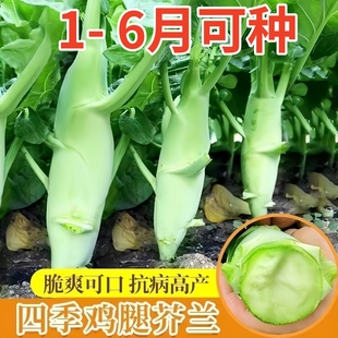 鸡腿芥兰种子芯绿芥兰菜种籽潮汕红芥蓝菜籽甜芥蓝种孑四季 蔬菜籽
