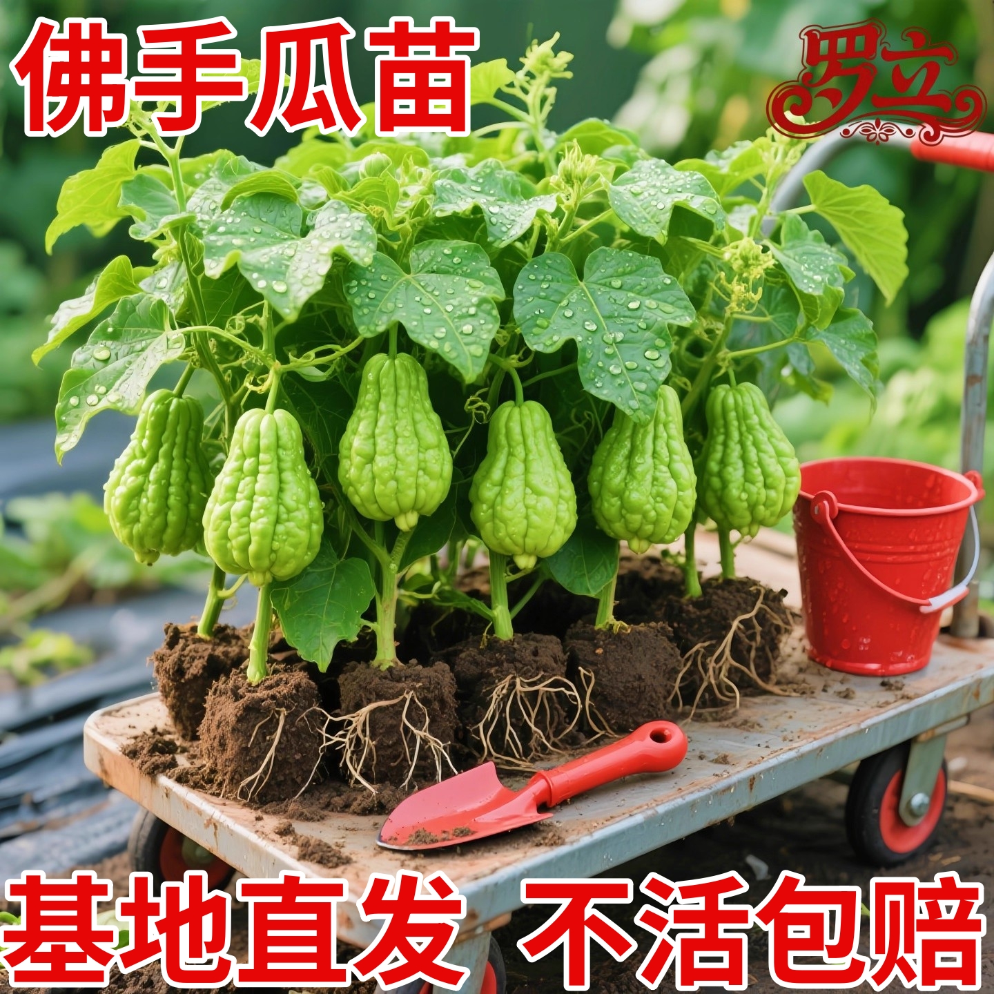 佛手瓜苗种子福寿瓜苗扶手瓜