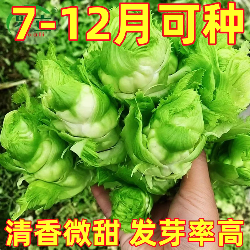 四川儿菜种子抱儿菜种子抱子芥儿菜种籽秋季蔬菜籽孑临江儿菜种子