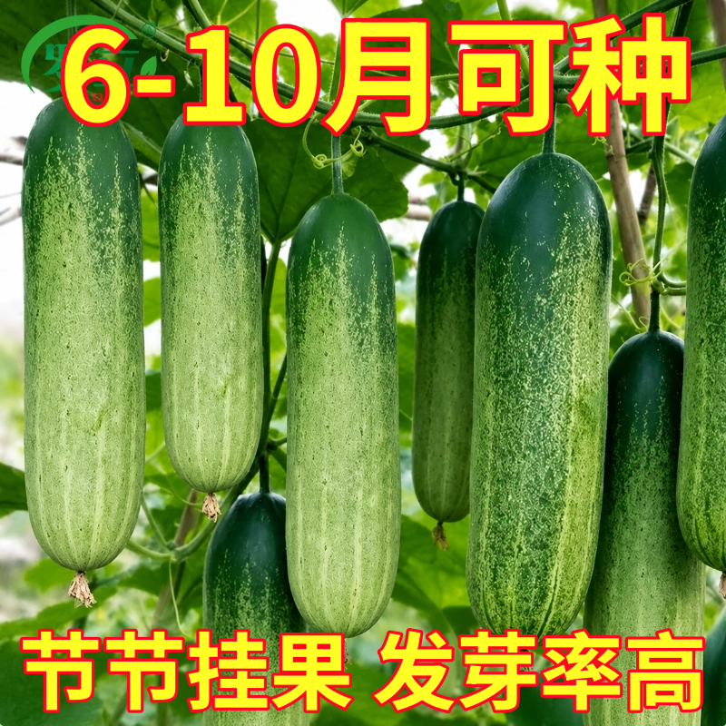 花青大吊瓜种子春秋季大青瓜耐热旱黄瓜种籽四季农家菜园蔬菜种孑