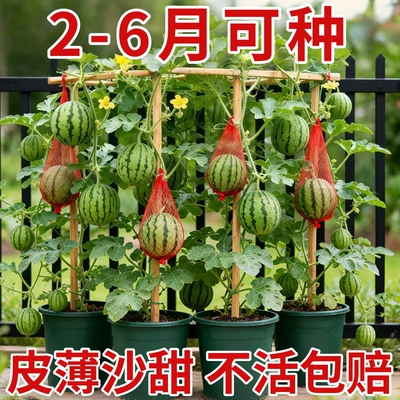 超甜麒麟蜜罐薄皮小西瓜种无籽小西瓜四季种植阳台庭院盆栽水果种