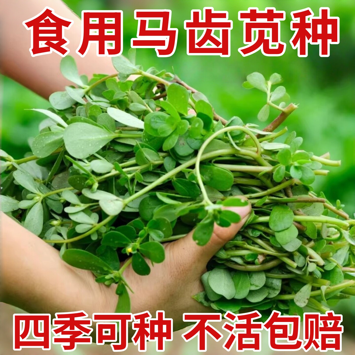 食用马齿苋种子种籽马芷苋籽种盆栽马苋菜四季蔬菜孑长寿青菜菜籽