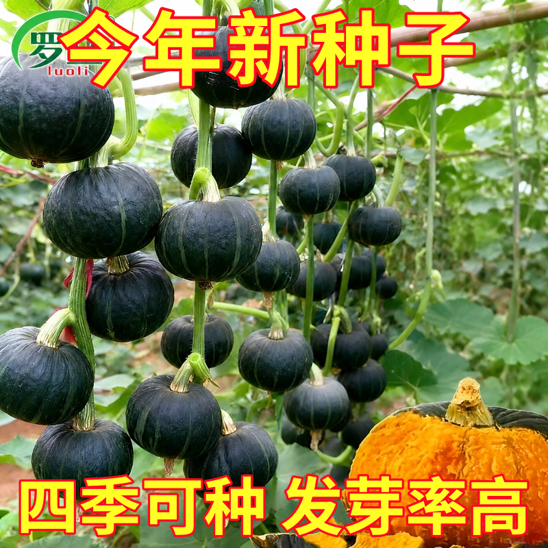 迷你贝贝南瓜种子高产板栗味春秋四季绿贝贝小南瓜种籽蔬菜种籽孑