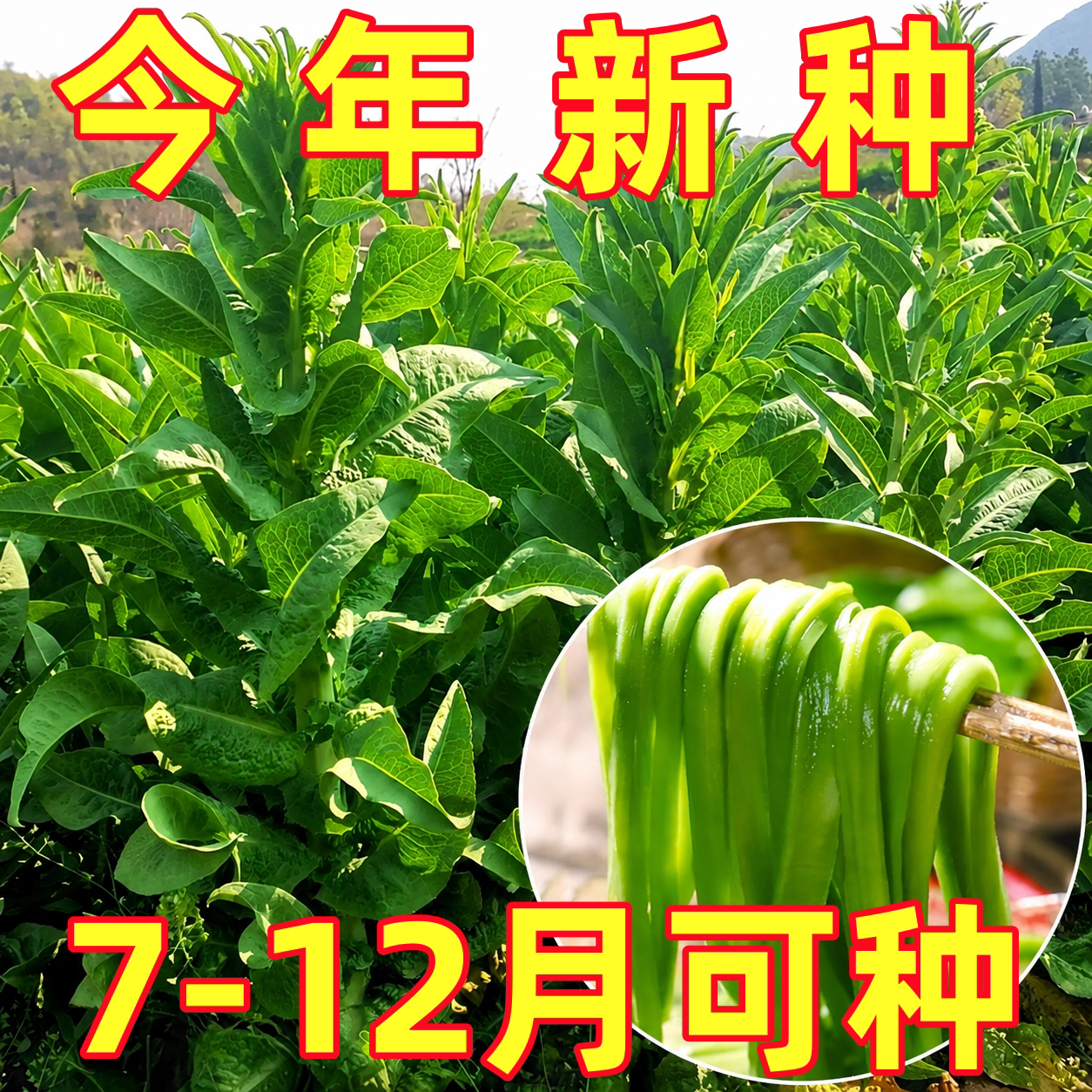 宫廷贡菜种子响菜山蛰菜特色蔬菜种孑四季耐高温抗寒苔干菜种籽