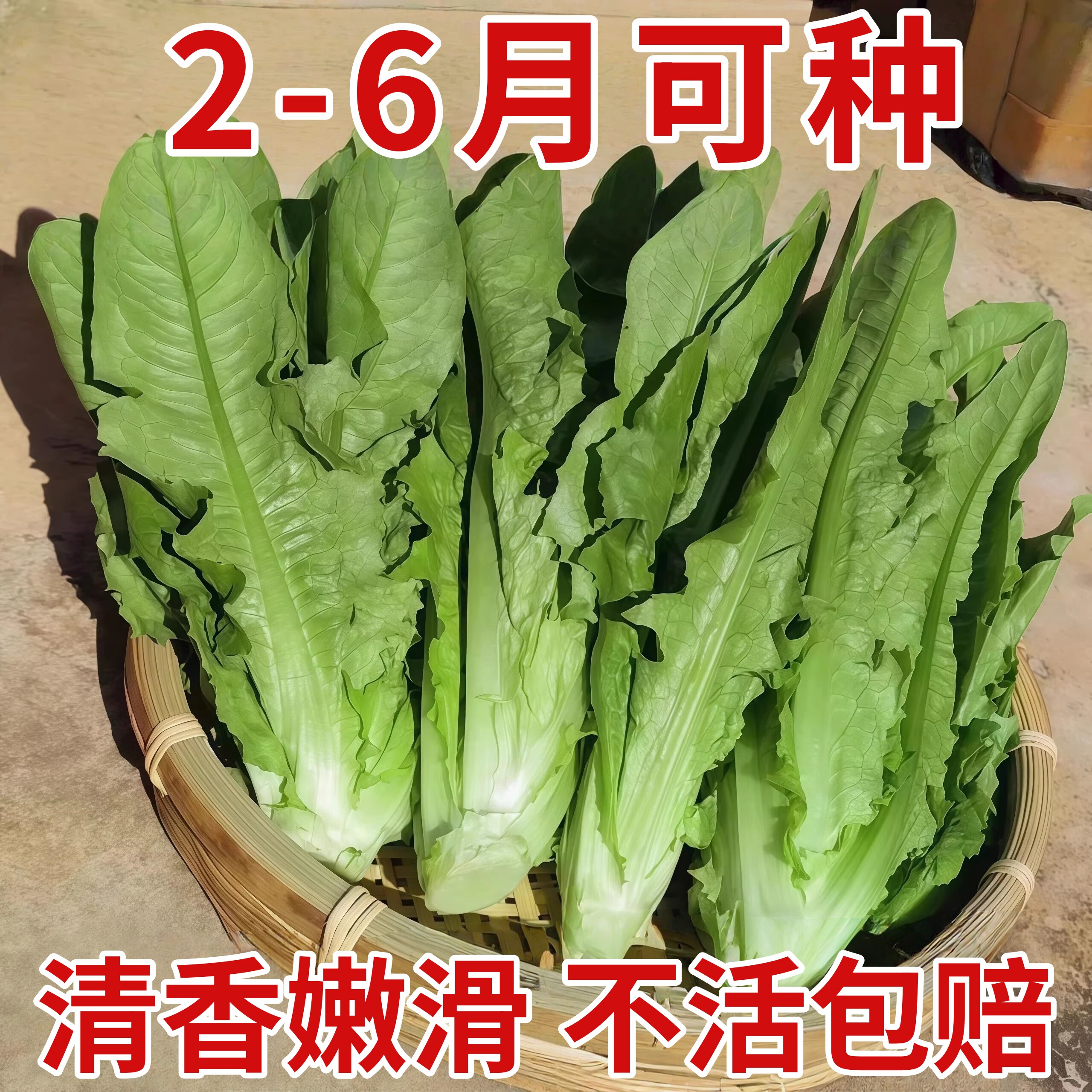 速生香甜油麦菜种子莜麦菜苦菜种籽春秋播种农家菜园庭院蔬菜种孑