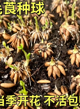 进口花毛茛种球带芽重瓣洋牡丹花苗室内室外耐寒易活花卉盆栽种根
