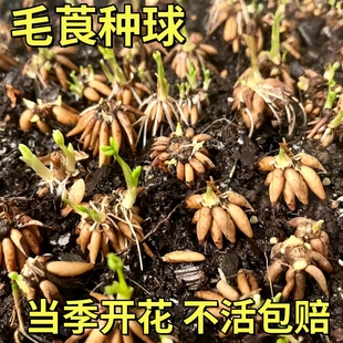 进口花毛茛种球带芽重瓣洋牡丹花苗室内室外耐寒易活花卉盆栽种根