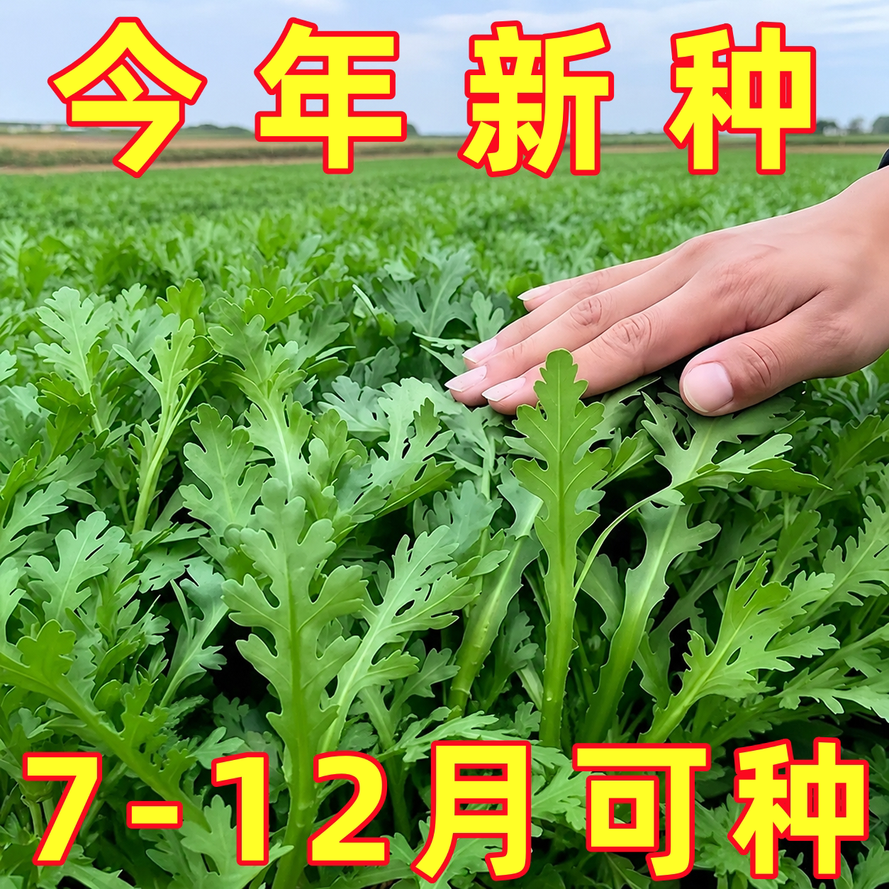 皇帝菜小叶茼蒿种子青菜种籽春菊菜种茼蒿菜种籽种四季蔬菜孑菜籽