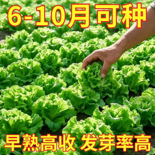 意大利生菜奶油生菜种籽子四季苗秧菜种孑籽种菜籽大全奶油孔雀菜