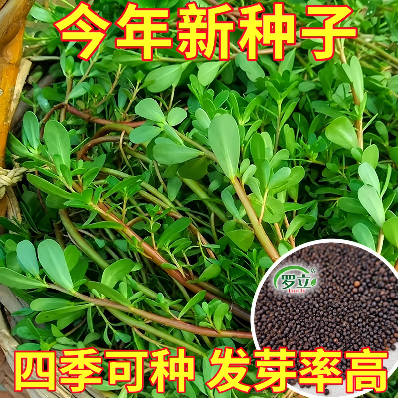 马齿苋菜种籽新鲜四季蔬菜种子马芷苋室内阳台庭院盆栽简单好种孑