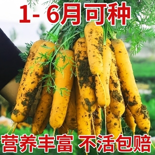 老品种黄胡萝卜种子春秋四季春四季庭院蔬菜种籽胡萝卜种孑好吃