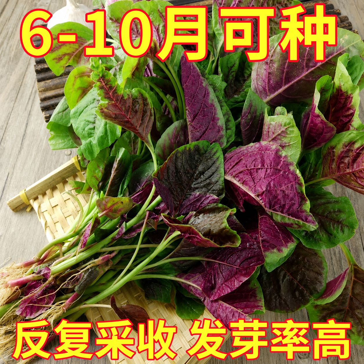 早熟红苋菜种子四季阳台种菜蔬菜一点红青苋菜大全种植粉嫩长寿菜