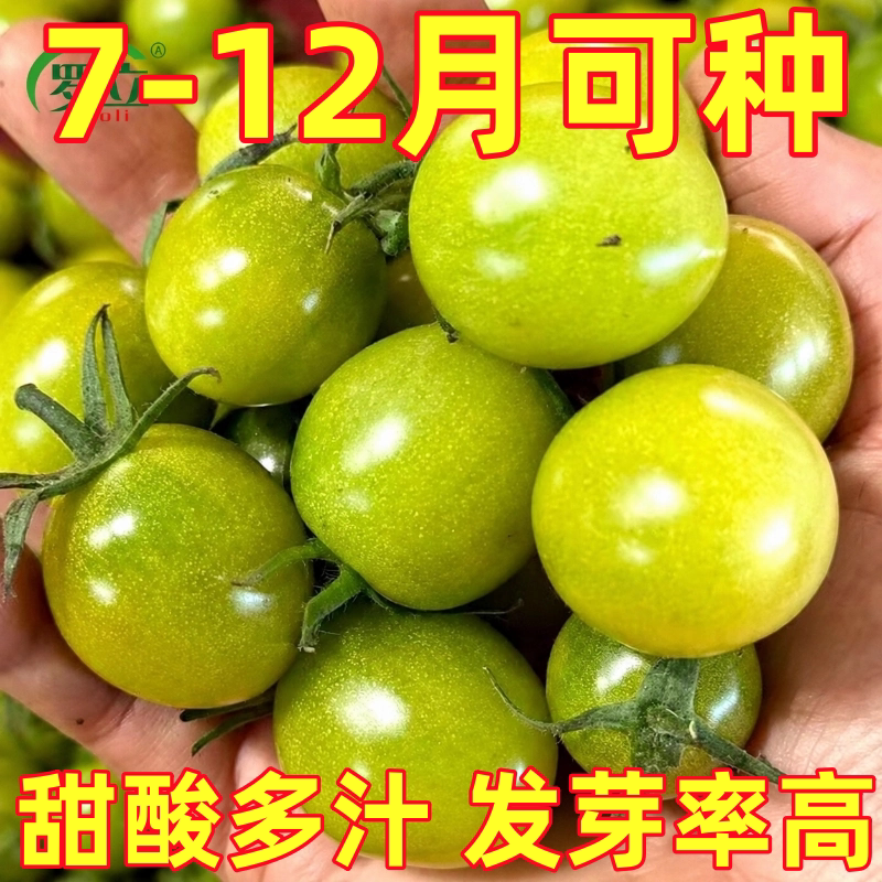 青甜2号绿色小番茄种子苗秧樱桃西红柿种籽孑子带土秧苗圣女果苗