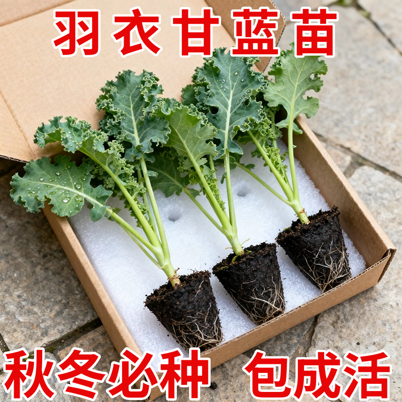 四季可食用绿羽衣甘蓝苗绿紫羽衣粉羽衣甘蓝秧苗种籽春季蔬菜苗