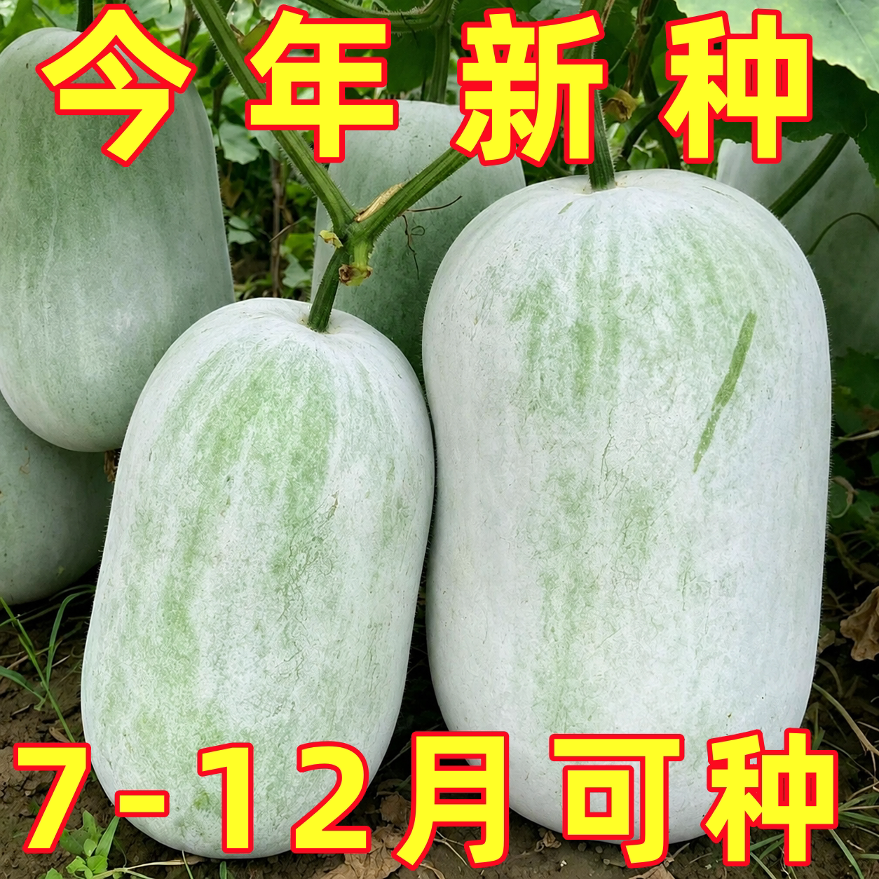 粉皮冬瓜种子白皮大冬瓜种籽高产肉厚大冬瓜子农家菜园庭院蔬菜子