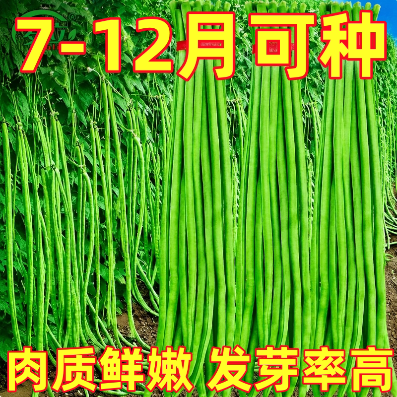 长豆角种子压塌架小五叶特长豇豆种籽庭院田园爬藤一点红蔬菜种