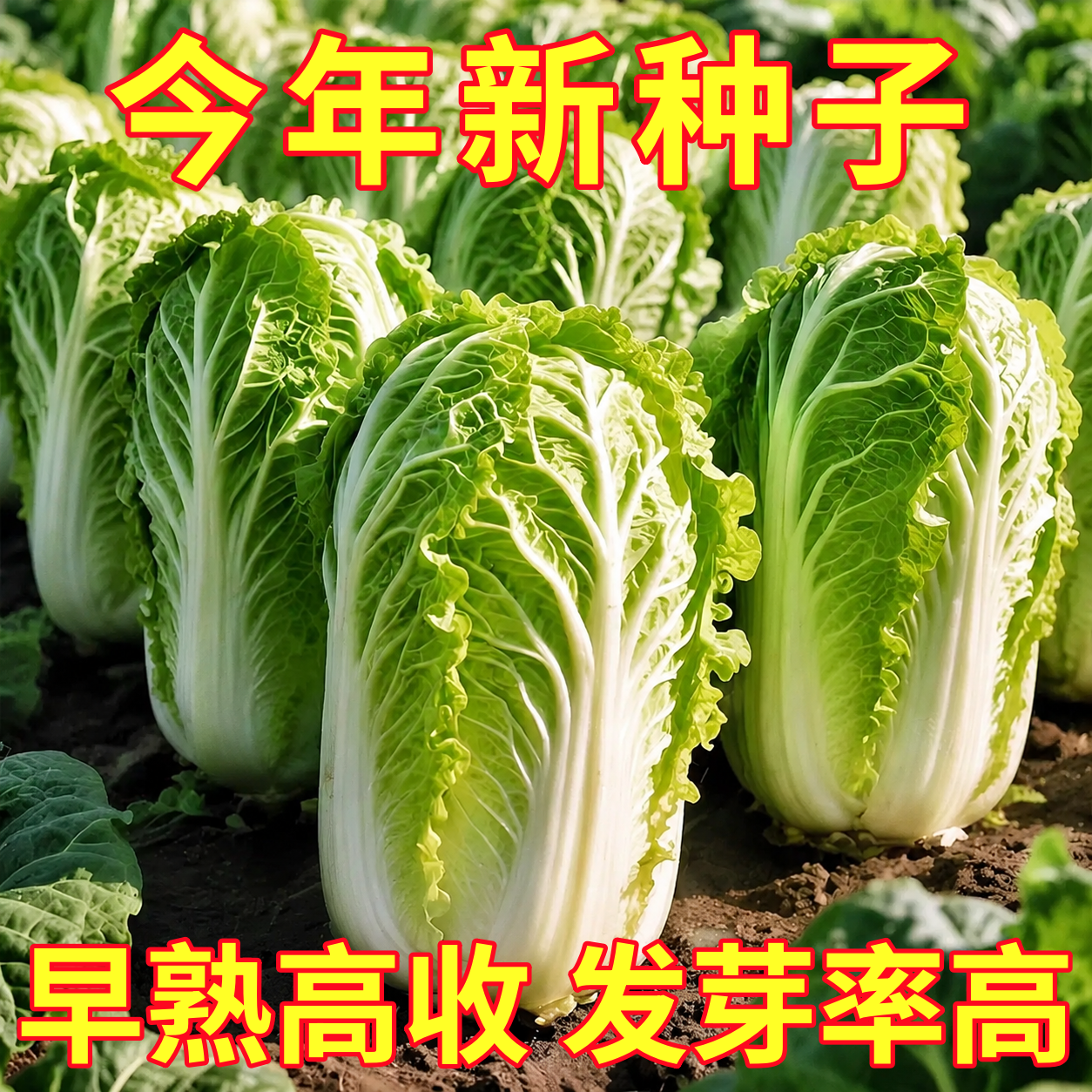 早熟夏阳白菜种子抗热白菜种子夏季大白菜耐高温耐热农家蔬菜种孑