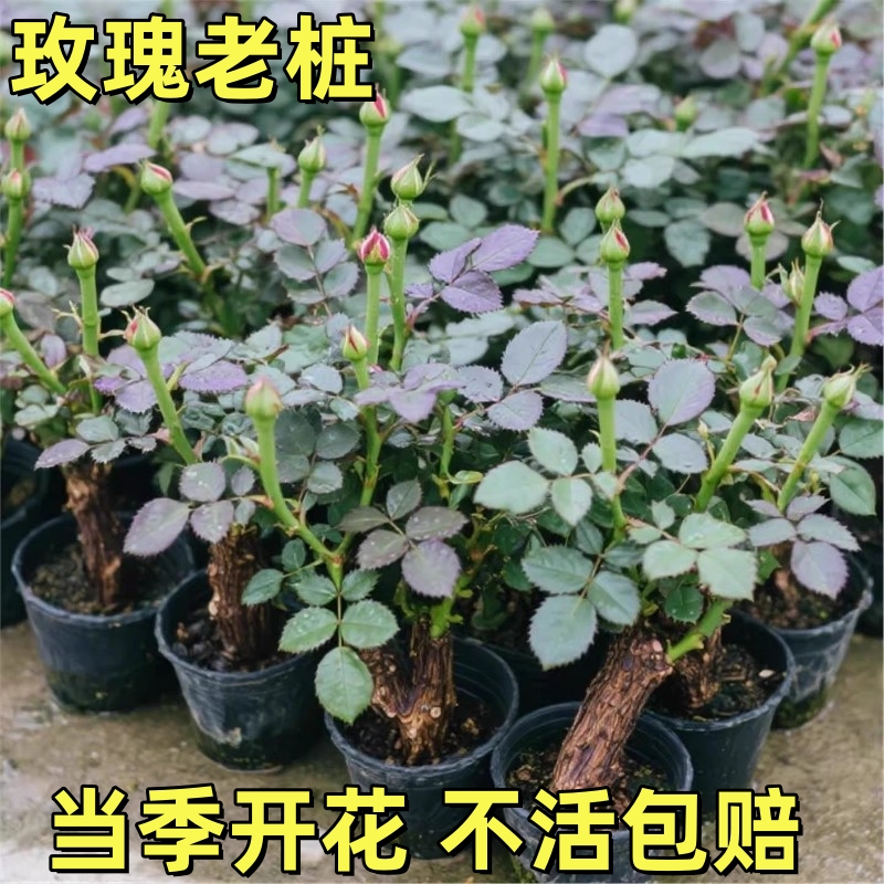 云南基地直发玫瑰老桩开花树苗月季花苗特大花卉四季老根盆栽室内