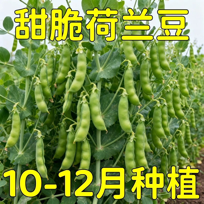 荷兰豆种籽红花软荚荷兰豆种子农家阳台搭架紫花豌豆种籽蔬菜种籽