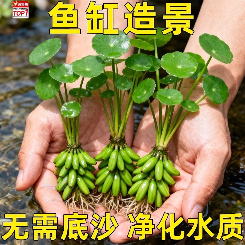 香蕉草水草鱼缸专用植物净化水质造景增氧免打理新手懒人养鱼绿植