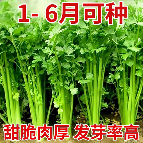 芹菜种子四季小香芹种子易活高产