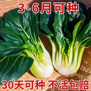 黑甜糯苏州青菜种子四倍体矮脚黑叶小青菜种籽高产抗病耐寒蔬菜种