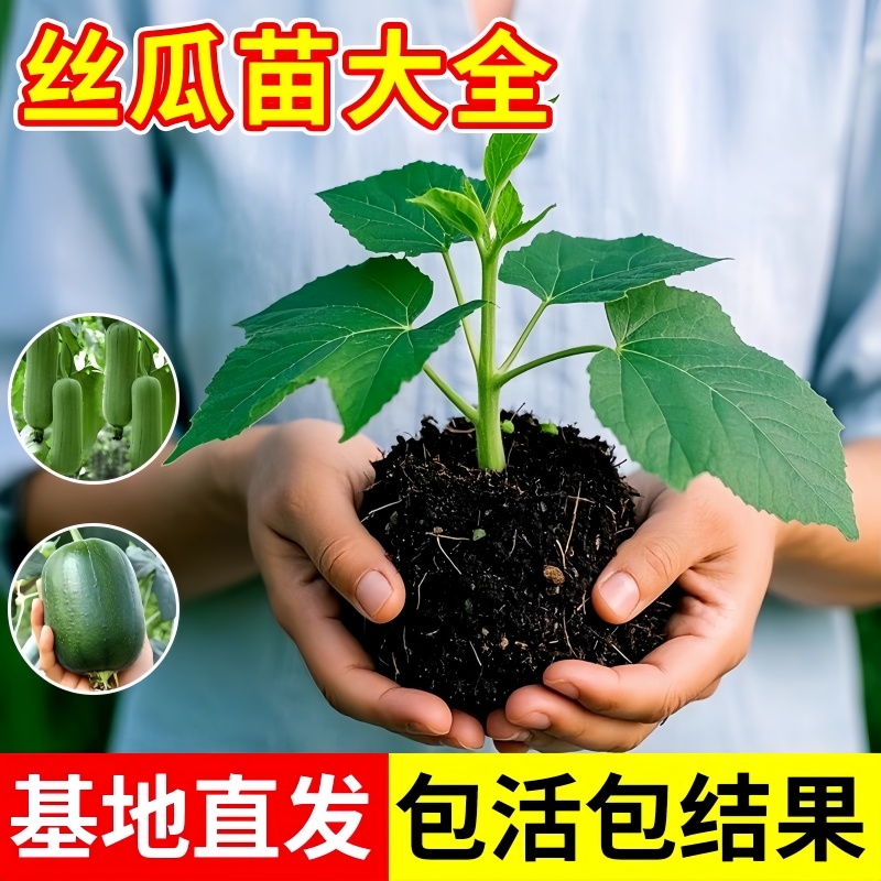 苹果丝瓜苗特大号高产老品种秧苗八角特长菜园农家蔬菜好养活四季