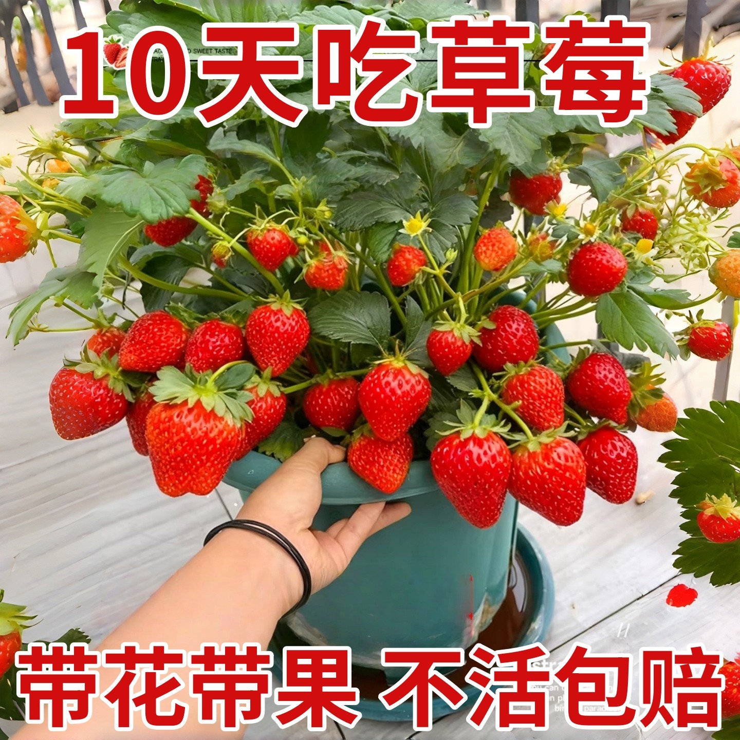 草莓苗盆栽带花带果带土种籽子红颜奶油四季结果阳台种植新苗苗秧,鲜花速递/花卉仿真/绿植园艺,种苗/半成品盆栽,淘宝优惠券,粉丝福利购,淘宝优惠卷