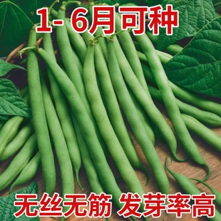 农家无筋架豆王种子四季豆高产豆角九粒青芸豆春季秋季种籽蔬菜孑