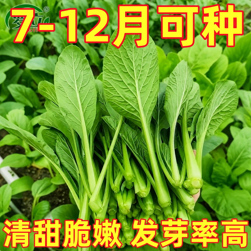 四季甜菜心种子抗热耐湿青菜春秋四季播广东四九菜心阳台快菜种籽