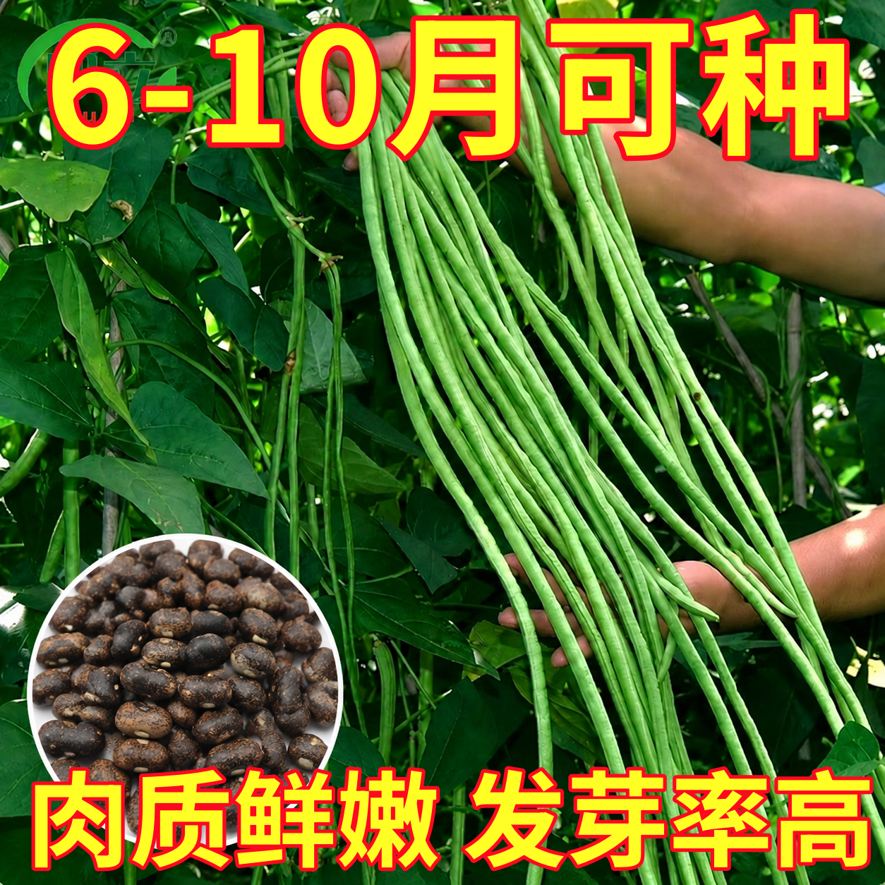 长豆角种籽无架长豆角种籽子压塌架豇豆四季豆角种孑蔬菜种子大全