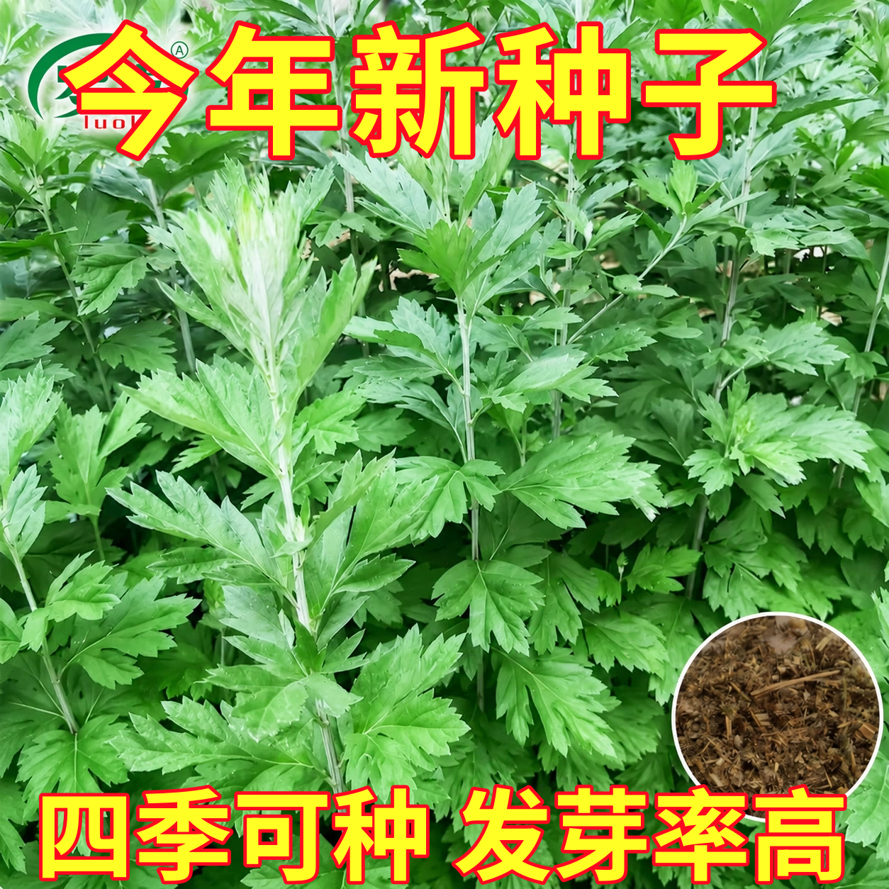 艾草种籽食用青团艾叶大叶蔬菜种子驱蚊艾蒿阳台庭院夏秋四季播